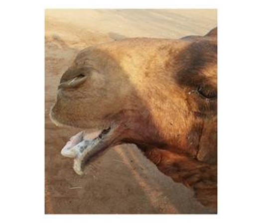 Management of Bilateral Mandibular Fractures Using Intraoral Unilateral  Application of Bone Plates in the Dromedary Camel | ARC Journal of Animal  and Veterinary Sciences